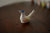 Bird Whistles