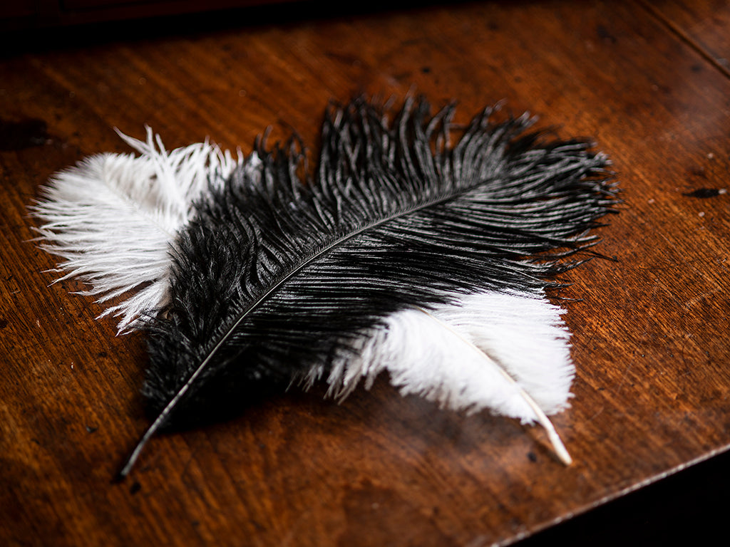 Plume d'autruche