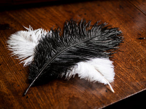 Ostrich Plume